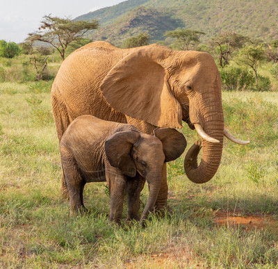 Elephant with young