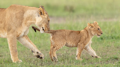 Mom follows lion cub