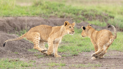 Cub_Chase