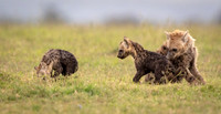 Spotted_hyena_family