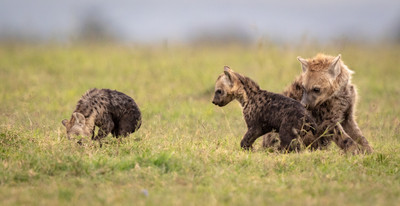 Spotted_hyena_family