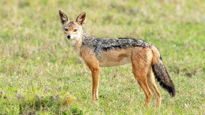 Black-backed Jackal