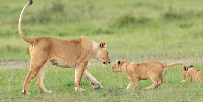 Lioness greets cub