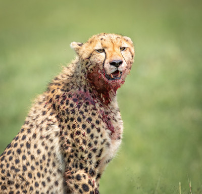 Bloody cheetah