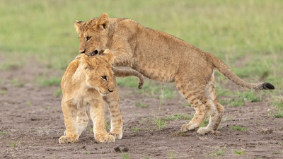 Cub jumping