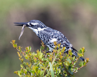 Pied kingfisher with fish