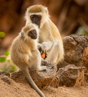 Monkey feeding young