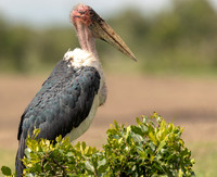 Malibu_Stork_