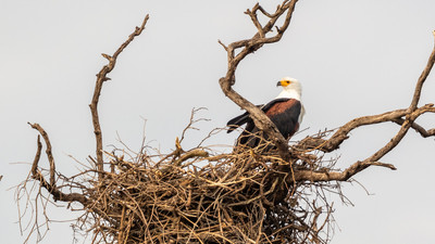 Fish eagle at nest