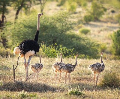 Male Ostrich with chicks