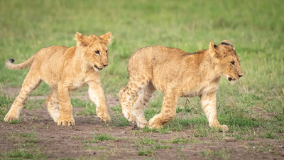 Cubs walking