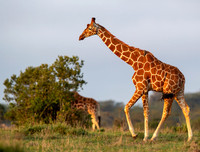 Masai giraffe, Masai Mara