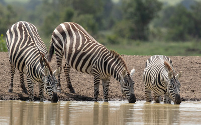 Zebras drinking