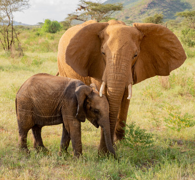 Elephants