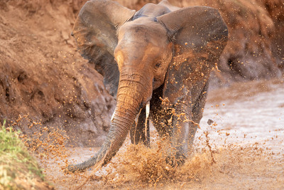 Elephant splashing