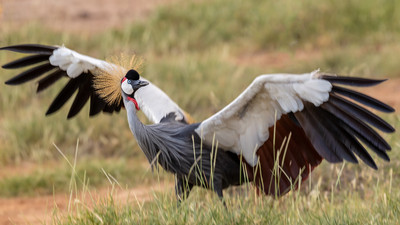 Crowned crane landing