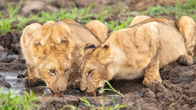lionesses drinking