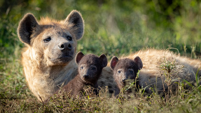 Spotted Hyenna with newborn pups