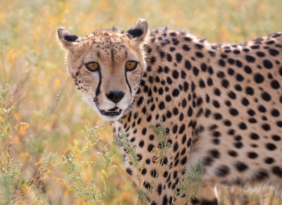 Cheetah walking