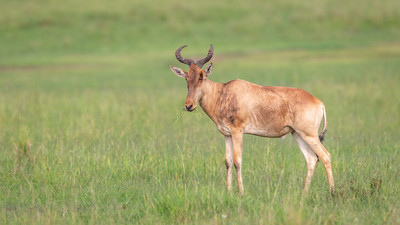Coke's Hartebeest