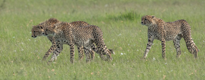 Cheetahs hunting