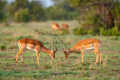 Impala Males