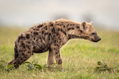 Spotted_hyena_father