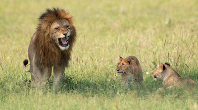 Lion greets young