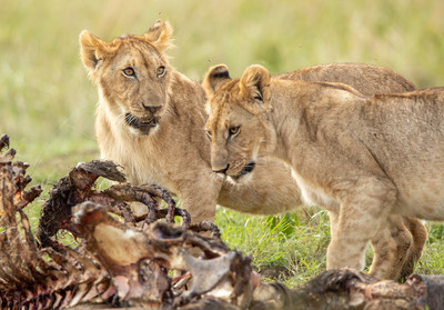 lion cubs finish carcass