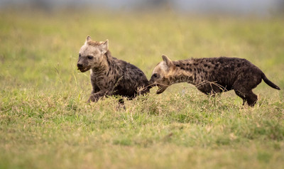 Young hyennas playing