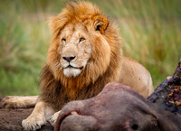 Male_Lion_guarding_hippo_kill
