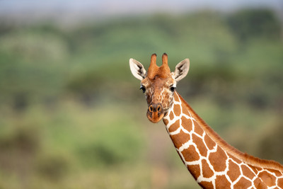 Giraffe Closeup