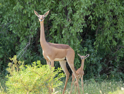 Gerenuk female with young
