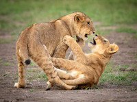 Cub_challenge