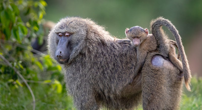 Baboon carrying youngjpg