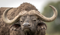 Cape_Buffalo