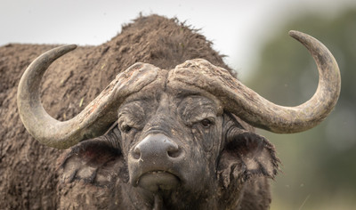 Cape_Buffalo