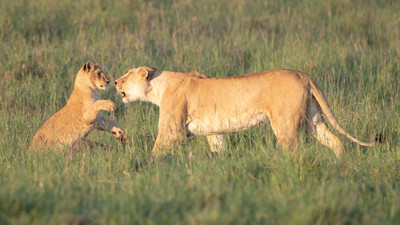 Lioness teaching cub to hunt