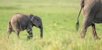Elephant_Baby