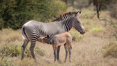 Grevy Zebra nursing young