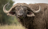 Cape_Buffalo-2