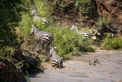 Zebras leaving river