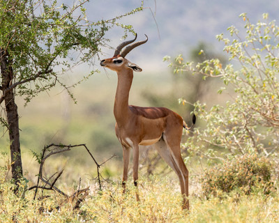 Male Gerenuk