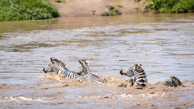 Zebras crossing river