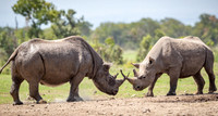Rhino_Faceoffd