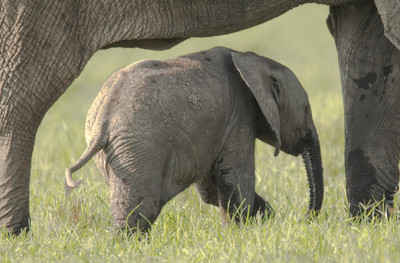 Baby_Elephant_in_Kenya