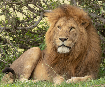 Male_Lion