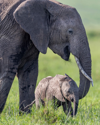 Lending_a_helping_trunk