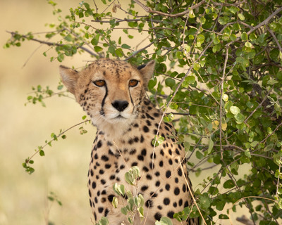Cheetah