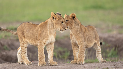 lion cubs posing
